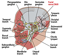 facialnerve1ard.jpg